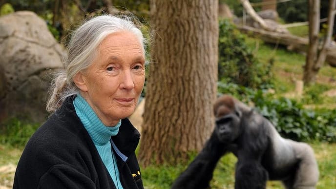 Primatologist Jane Goodall Dies At 91