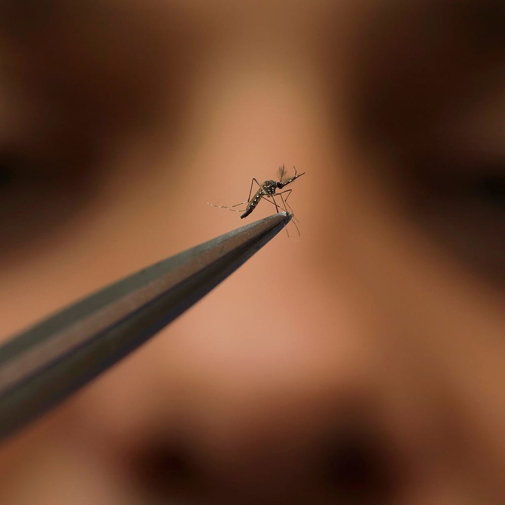 Dengue Fever Outbreak in Ghana, What You Must Know