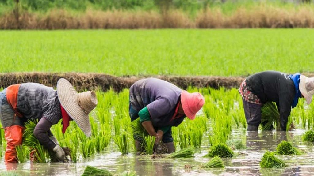 LOCAL RICE PRICE (NEWS CENTRAL TV)