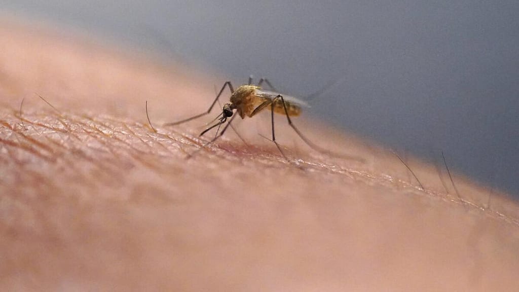 Guadeloupe Battles Dengue Epidemic, Urges Mosquito Control
