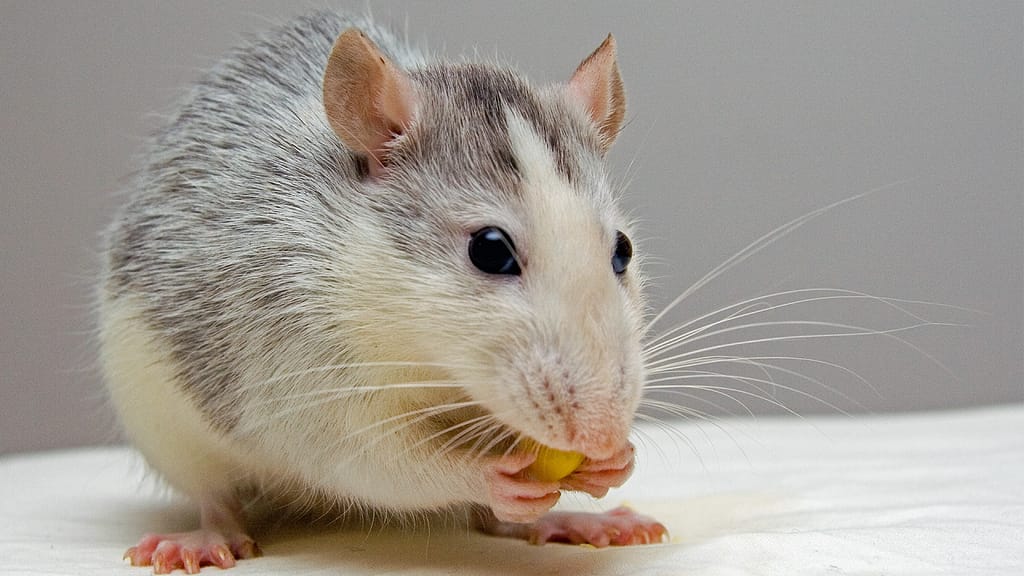 Lassa Fever Cases Surge in Ondo, Bauchi, and Edo as NCDC Intensifies Response