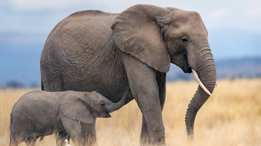 British, New Zealand Tourists Killed by Elephant in Zambia