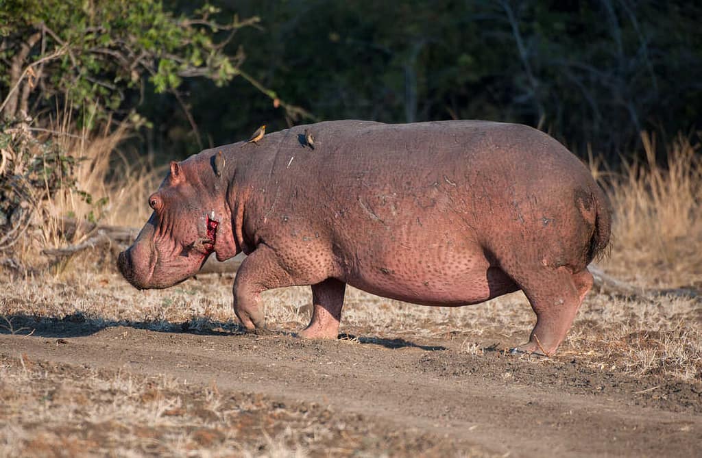 anthrax_hippopotamus (News Central TV)