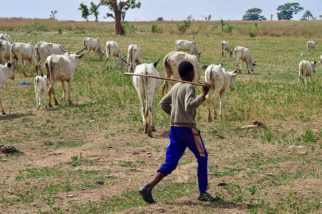 MACBAN: Benue Crisis is Criminality, Not Farmer-Herder Clash