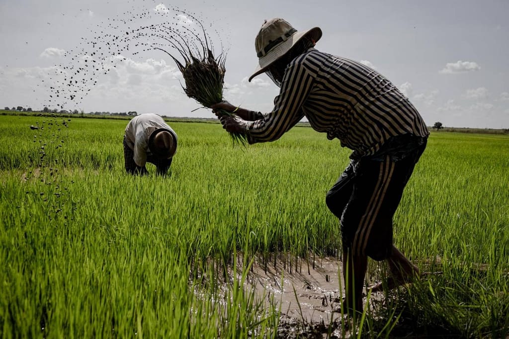Kogi Women Farmers Urge Govt Support for Food Security
