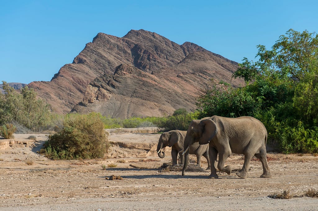 Namibia Begins Controversial Cull of Wild Animals Due to Extreme Drought