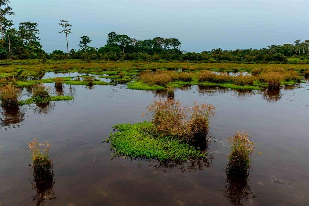 African Parks Admits Rangers Abused Locals at Congo Nature Reserve