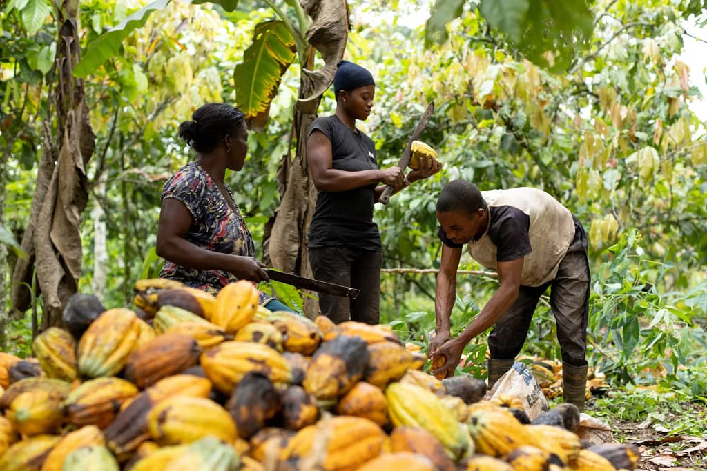 Cocoa farmer (News Central TV)