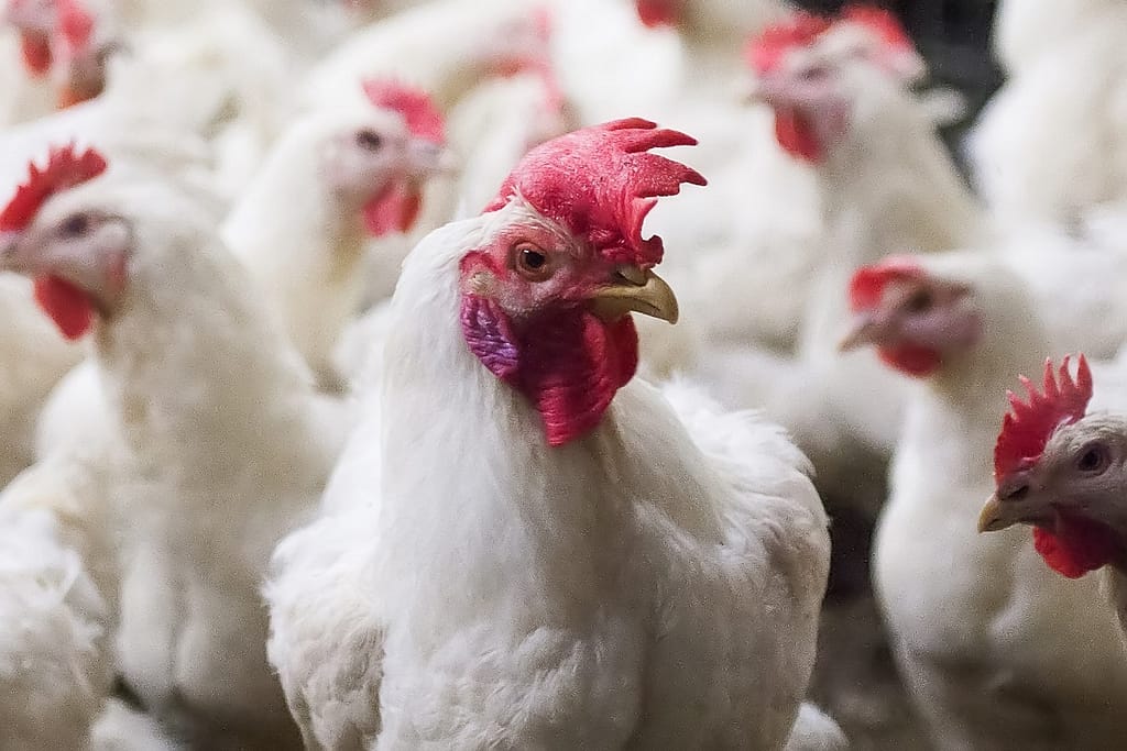 Bird Flu (News Central TV)