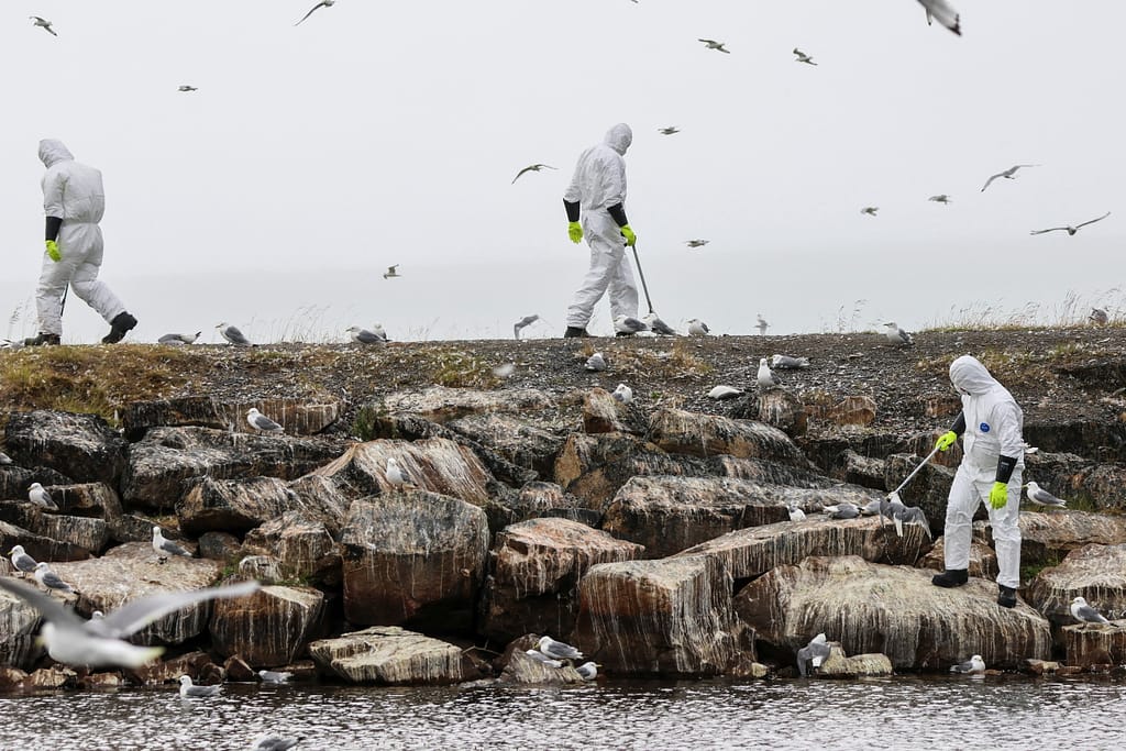 WHO Urges Greater Bird Flu Surveillance After First US Child Case Detected