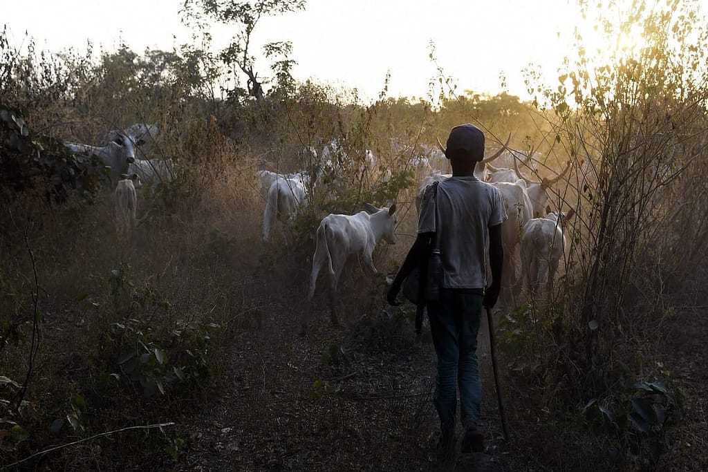 Suspected Herders Kill Five Farmers in Ondo State
