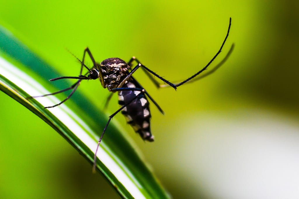 Novartis Gets Green Light for First Infant Malaria Treatment