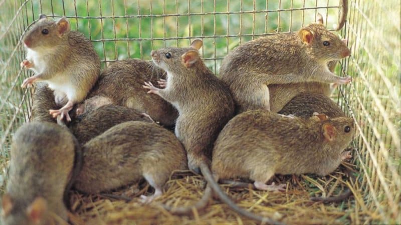 243 Suspected Lassa Fever Cases Recorded in Benue