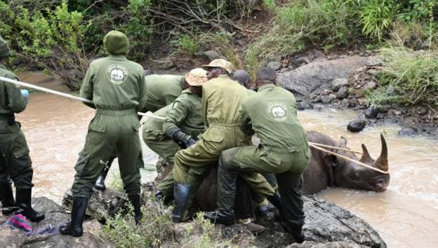 Kenya's Black Rhinos Relocated Amid Population Surge