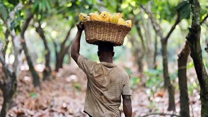 Surging Cocoa Prices Boost Nigeria’s Farming, Investment